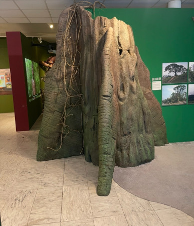 Anthropos : Tisíc tváří Amazonie, maketa typického amazonského stromu Ceiba